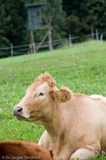 Hausrind (141 von 174).jpg